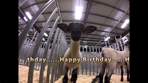 Sheep Singing Happy Birthday Youtube
