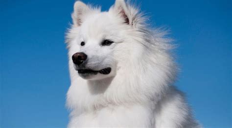 American Eskimo Dog Breed Information Facts Traits And More