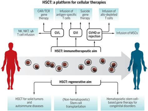hematopoietic stem cell transplantation in its 60s a platform for cellular therapies science