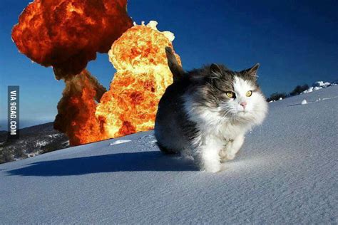 Cool Cat Dont Look At Explosion 9gag