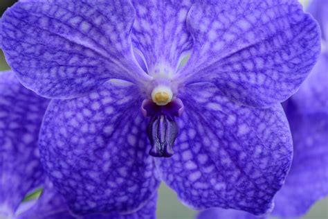 Vanda Orchids Beginner S Care Guide With Pictures Brilliant Orchids