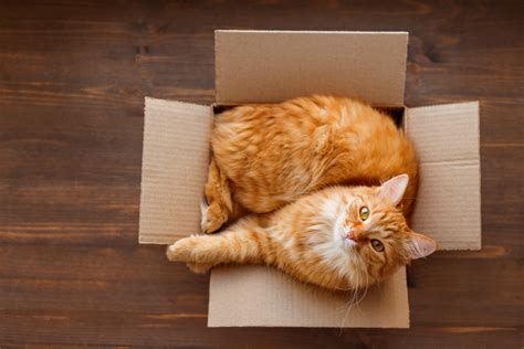 Why Do Cats Love Sitting In Boxes Cat Behaviour Mad Paws Blog