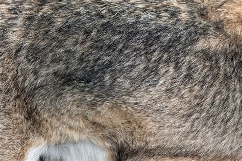 Closeup Real Wolf Fur Texture Containing Animal Wolf And Fur High