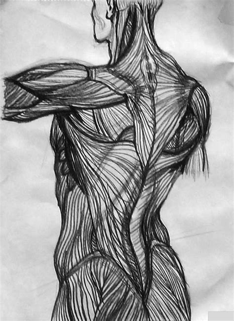 Charcoal Drawing Of Human Back Muscles Drawings Human Anatomy