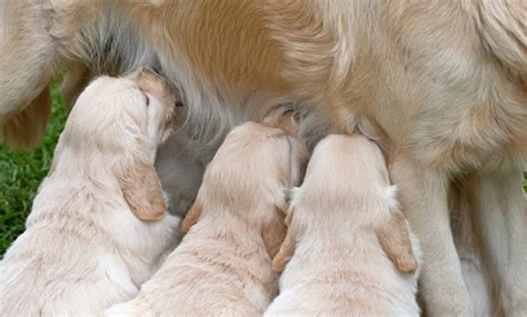 There are lots of reasons why puppies may not thrive (whether it's during birth or after a couple of weeks in the world). Puppy - Fading Puppy Syndrome in Dogs | VCA Animal Hospital