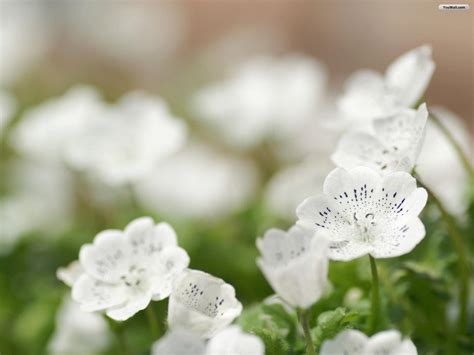 White Flower Texture Background Hd Download Wallpapers White