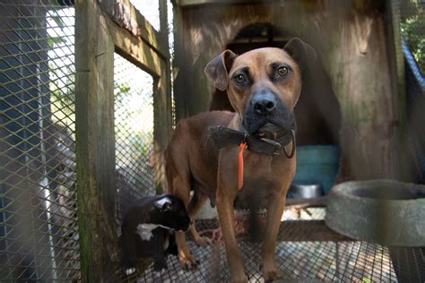 305 Dogs Recovering After Rescue From Dogfighting Raid