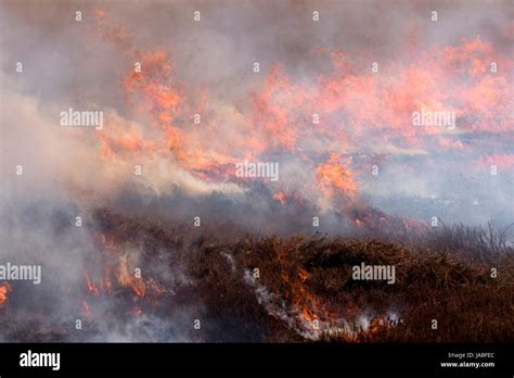 Heather Burning On A Grouse Moor In The Yorkshire Dales Uk Stock Photo