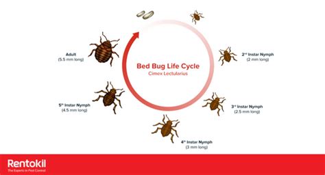 How Long Do Bed Bugs Live In Your Home Rentokil Singapore