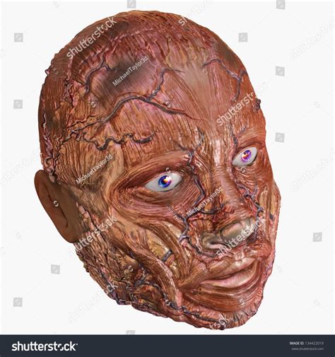 Human Head Muscle Anatomy Stock Illustration 134422019 Shutterstock