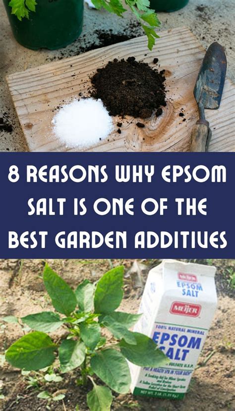 8 Reasons Why Epsom Salt Is One Of The Best Garden Additives Amazing