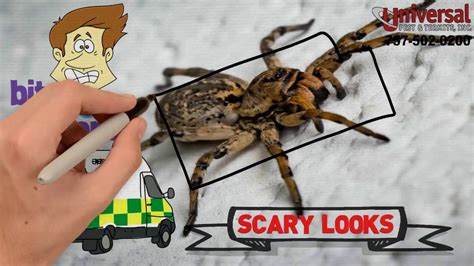 how to prevent spider invasion youtube