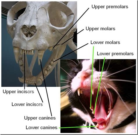 The following chart shows when the primary teeth erupt. Cat Teeth - PoC