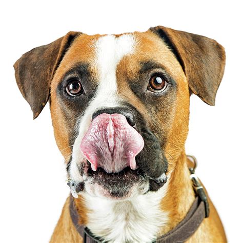 Closeup Boxer Dog Tongue Out Photograph By Good Focused Fine Art America