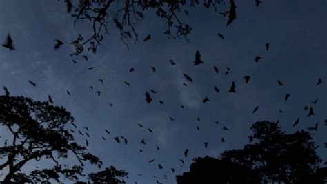 Bats Flying Stock Footage Video Shutterstock
