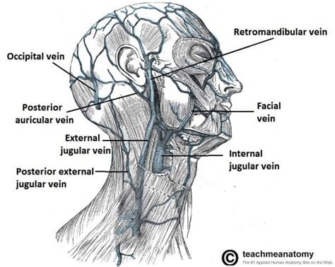 Blood Vessels And Lymphatics Of The Head And Neck Teachmeanatomy