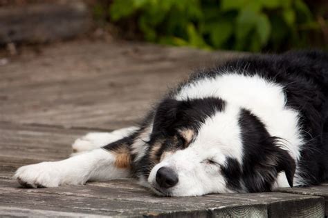 Australian Shepherd Sleeping Habits Every Owner Should Know