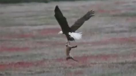 Eagle Attacks Fox That Attacked Rabbit Video Abc News