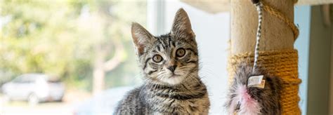 Currently, there are only 13 phrases in the app's and, who knows, maybe in time, it will really learn my cat's true meow in all instances. Home & Travel - MEOW Cat Rescue