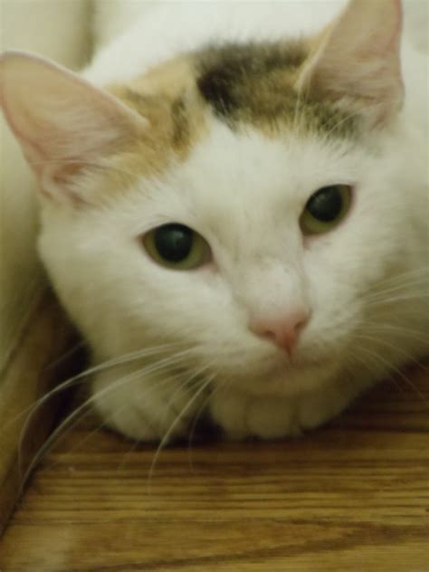 Spay/neuter surgery, age appropriate vaccinations, flea and dewormer treatment, feline leukemia/fiv test in cats, and heartworm test for dogs. Humane Society of Eastern Carolina: Feral Cats - Wild ...