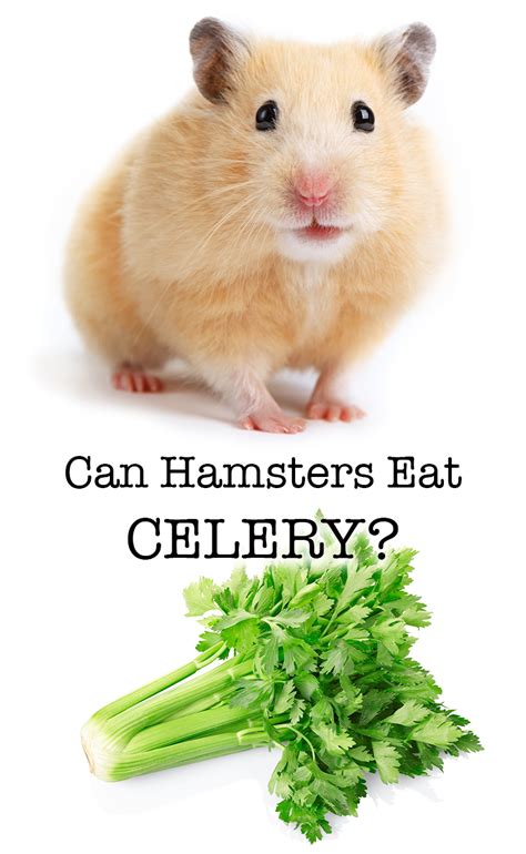 Can Hamsters Eat Celery How To Safely Feed Veggies To Your Pet