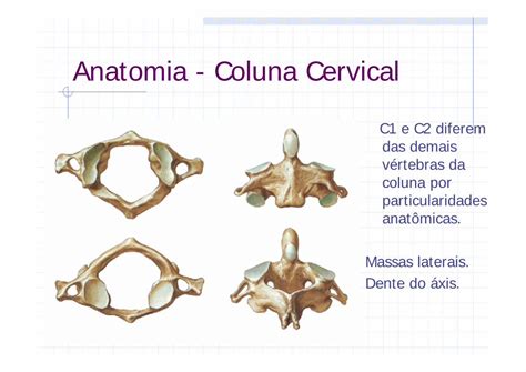 Pdf Anatomia Coluna Cervical Fisiokinesiterapia · Coluna