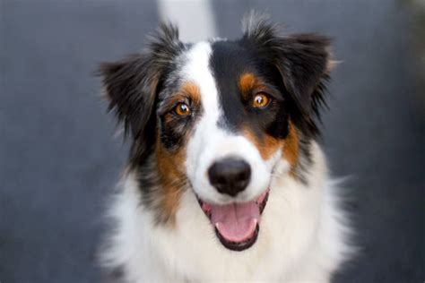 Royalty Free Australian Shepherd Pictures Images And Stock Photos Istock