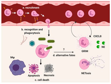 Ijms Free Full Text Neutrophil Adaptations Upon Recruitment To The