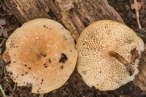 Slideshow 2876 15 Spring Polypore Mushrooms Lentinus Arcularius In