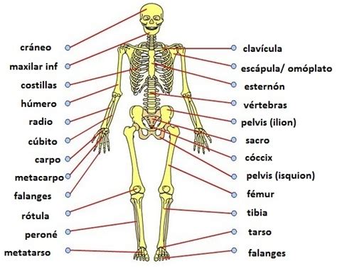 Educación Física En La Red Principales Huesos Del Esqueleto Humano