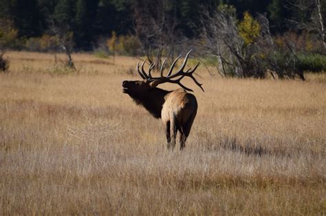 Elk Gone Wild Experience Colorados Elk Rut This Fall Colorado