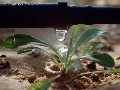 Drip Irrigation Advantages And Disadvantages Of Drip