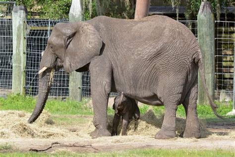 Cuteness Alert Lowry Park Zoos New Baby African Elephant