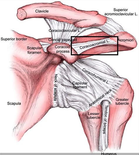 Coracoacromial Ligament Google Search Shoulder Anatomy Medical