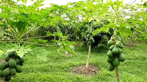 How To Grow Papaya Bd Village Life Youtube