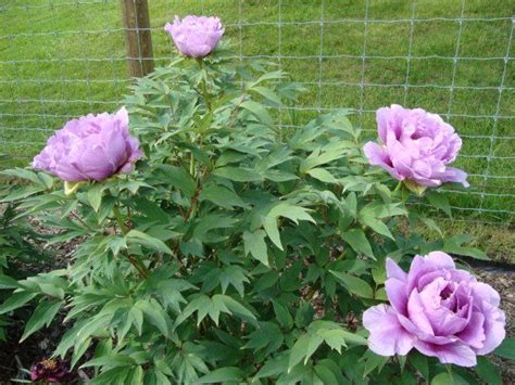 Send peonies to friends and loved ones. The 25+ best Peony plants for sale ideas on Pinterest