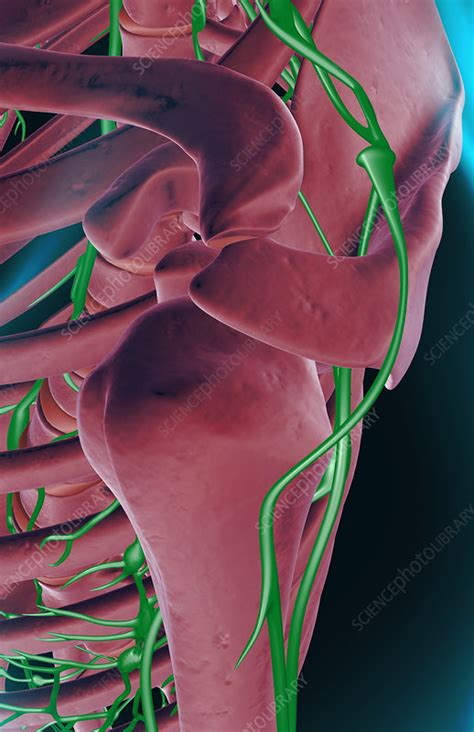 The Lymph Supply Of The Shoulder Stock Image F0014254 Science