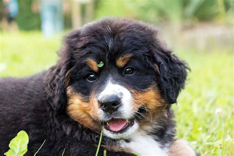 Die pelzigen vierbeiner jagen ihren eigenen schwanz bis zum umfallen. Hundeshooting: Der Berner Sennenhund ist ein treuer Familienhund. Besonders süß sind die Welpen ...