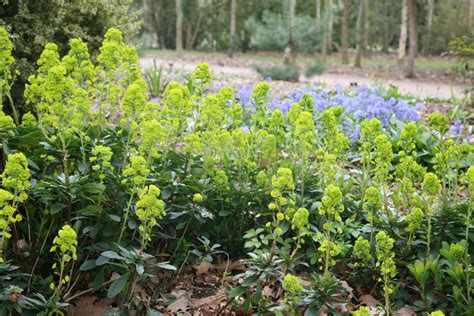 Buy Wood Spurge Euphorbia Amygdaloides Var Robbiae Delivery By Crocus