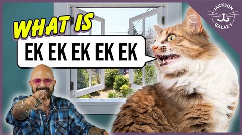 Cat Daddy Dictionary What Is Cat Chattering Youtube
