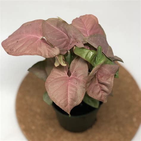 Syngonium Podophyllum Neon Robusta Arrowhead Plant Etsy