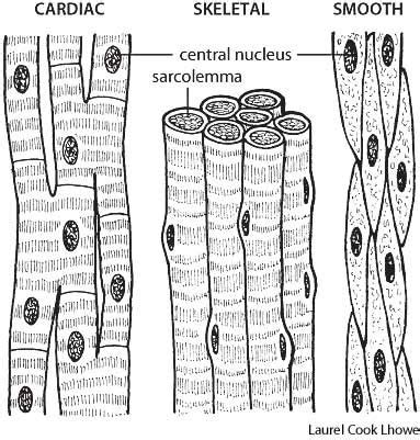 In this video i have shown the simplest way of drawing muscle drawing. Body Systems - Tissues - :::... Hussainz ...::: | Histología