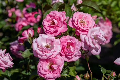 How To Grow And Care For Rose Bushes