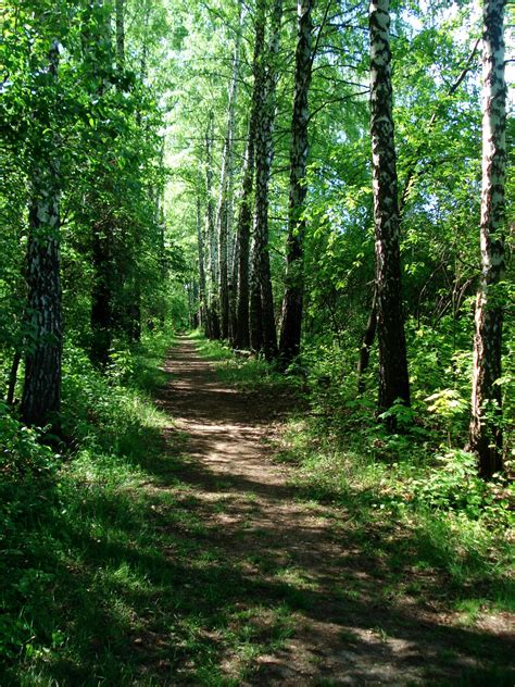 Free Images Tree Path Wood Trail Bridge Sunlight Walkway