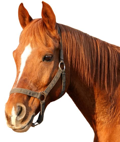 Download Horse Png Image For Free