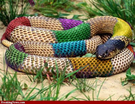 Rainbow Snake Snake Photos Snake Colorful Snakes