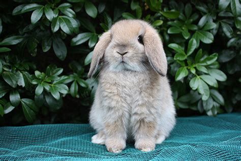 Cute Mini Lop Rabbits