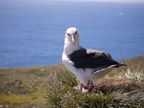 Antipodean Albatross In Breeding Crisis Falklands Black Browed Surveys Show Numbers Are