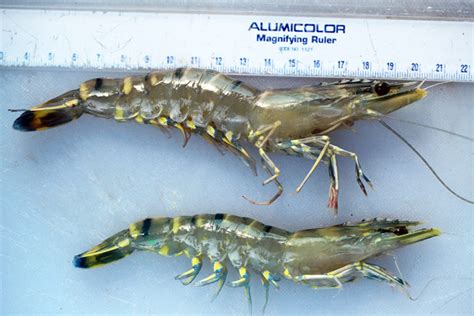 Inbreeding Cuts Growth Reproduction In Shrimp Responsible Seafood