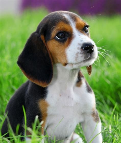 Lily was a rescue 9 years ago, at 1.5 years she was there with her puppies looking for a new home. 14 Popular Breeds of Dogs with Big Ears | Popular breeds, Beagle funny, Beagle
